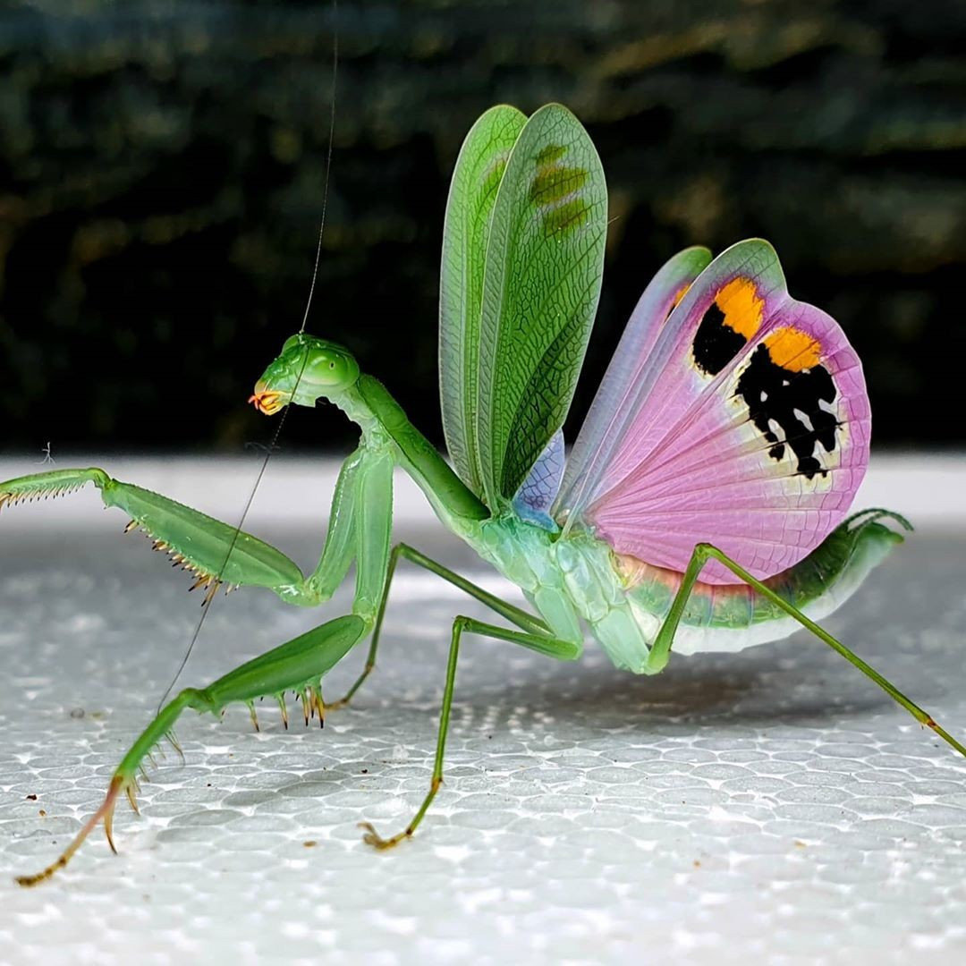 A pink, green, black and yellow mantis standing up